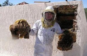 Goodyear Bee Removal employee holding removed comb